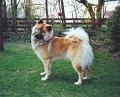 boji (14)